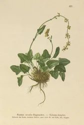 Rumex nivalis